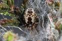 Dictyna_arudinacea_D7421_Z_90_NP De Hoge Veluwe_Nederland